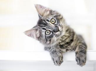 A cat lying on a white surface

Description automatically generated