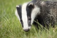 badger animal