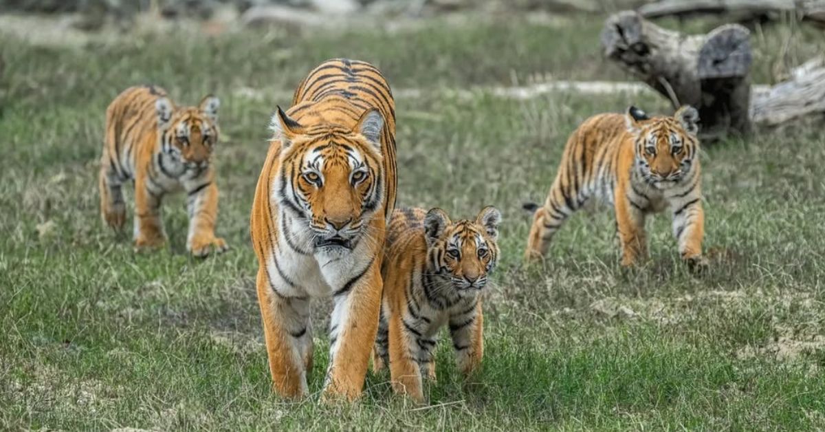 कॉर्बेट का अभिमान इसकी राजसी पार्वाली है। 