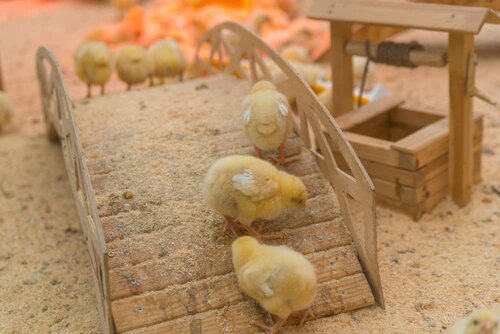 do baby chicks need toys | Baby World