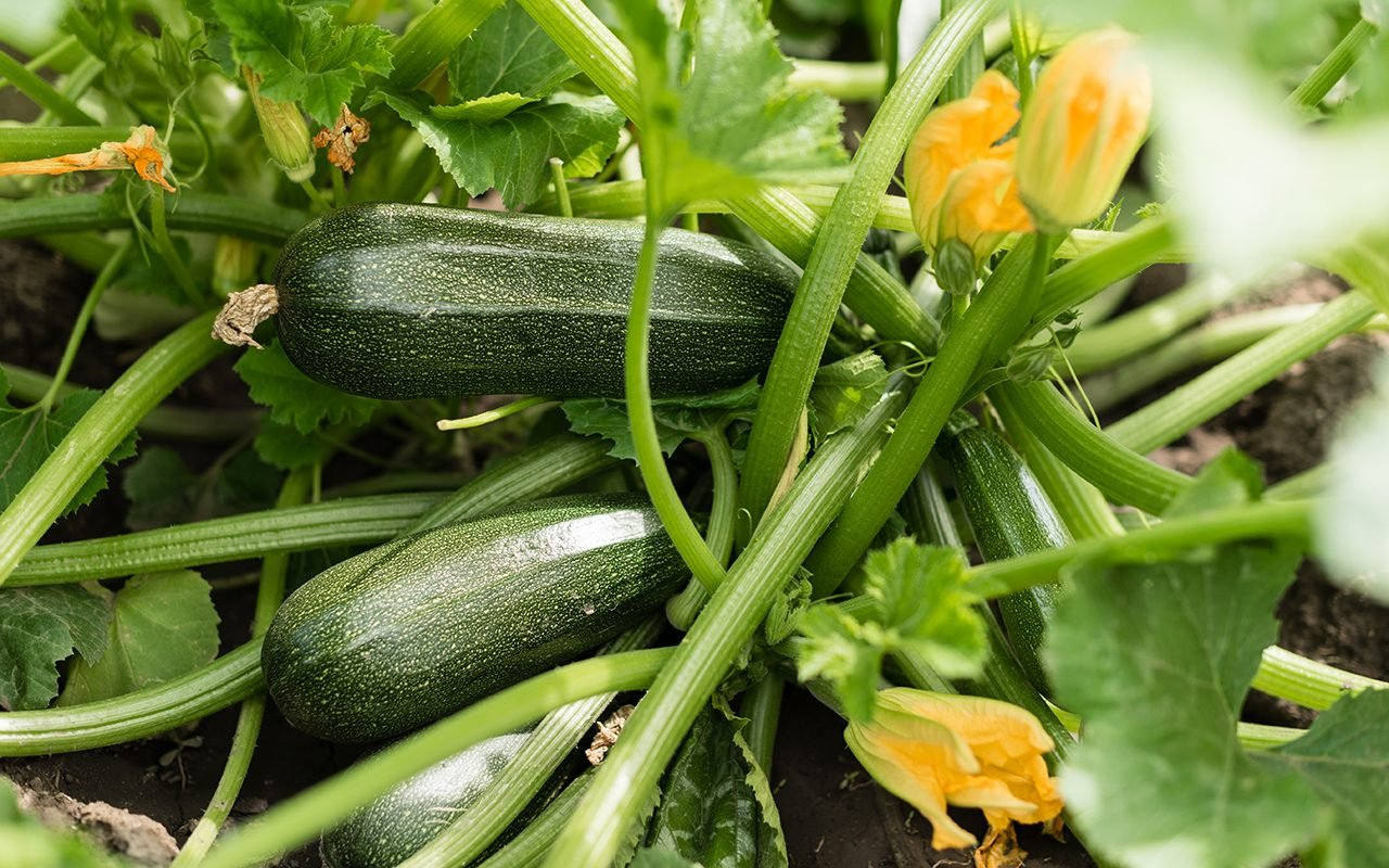 Caring for Zucchini Plants