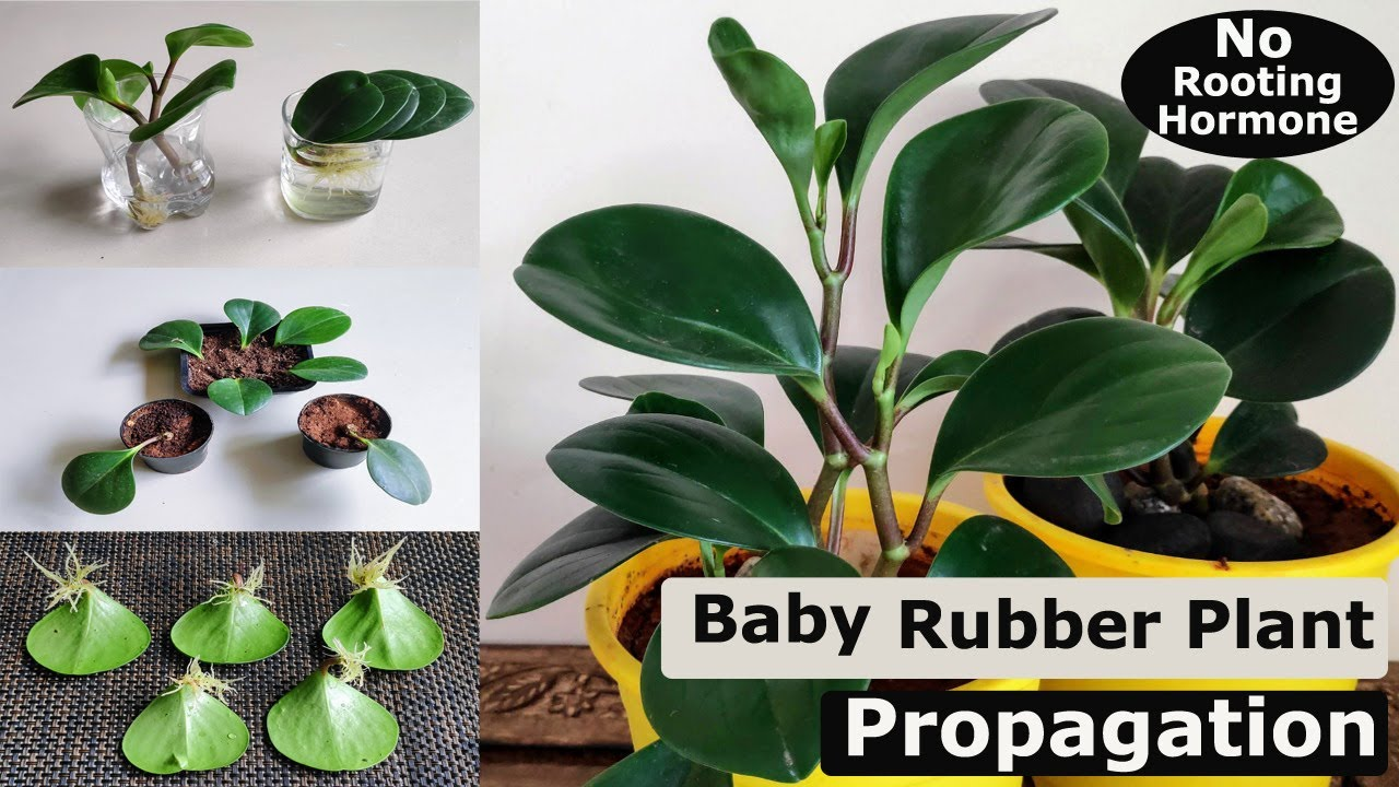 Propagating Baby Rubber Plant