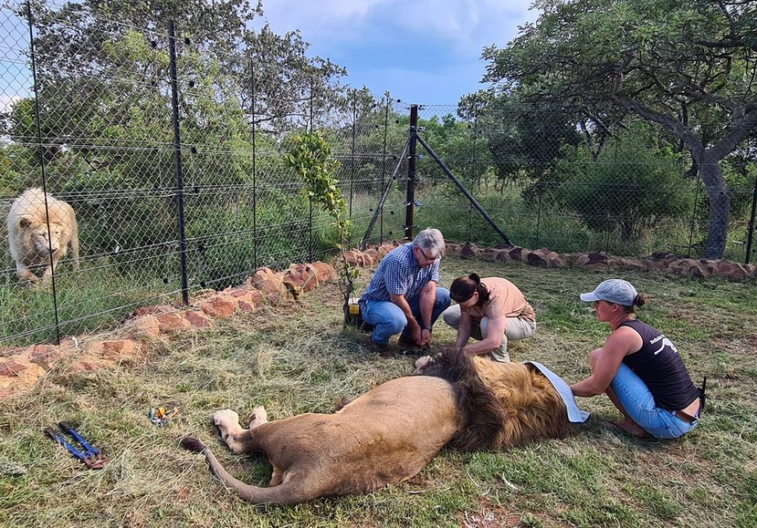 Wildlife Rehabilitation | Cheetah | Volunteer | Hamba Africa