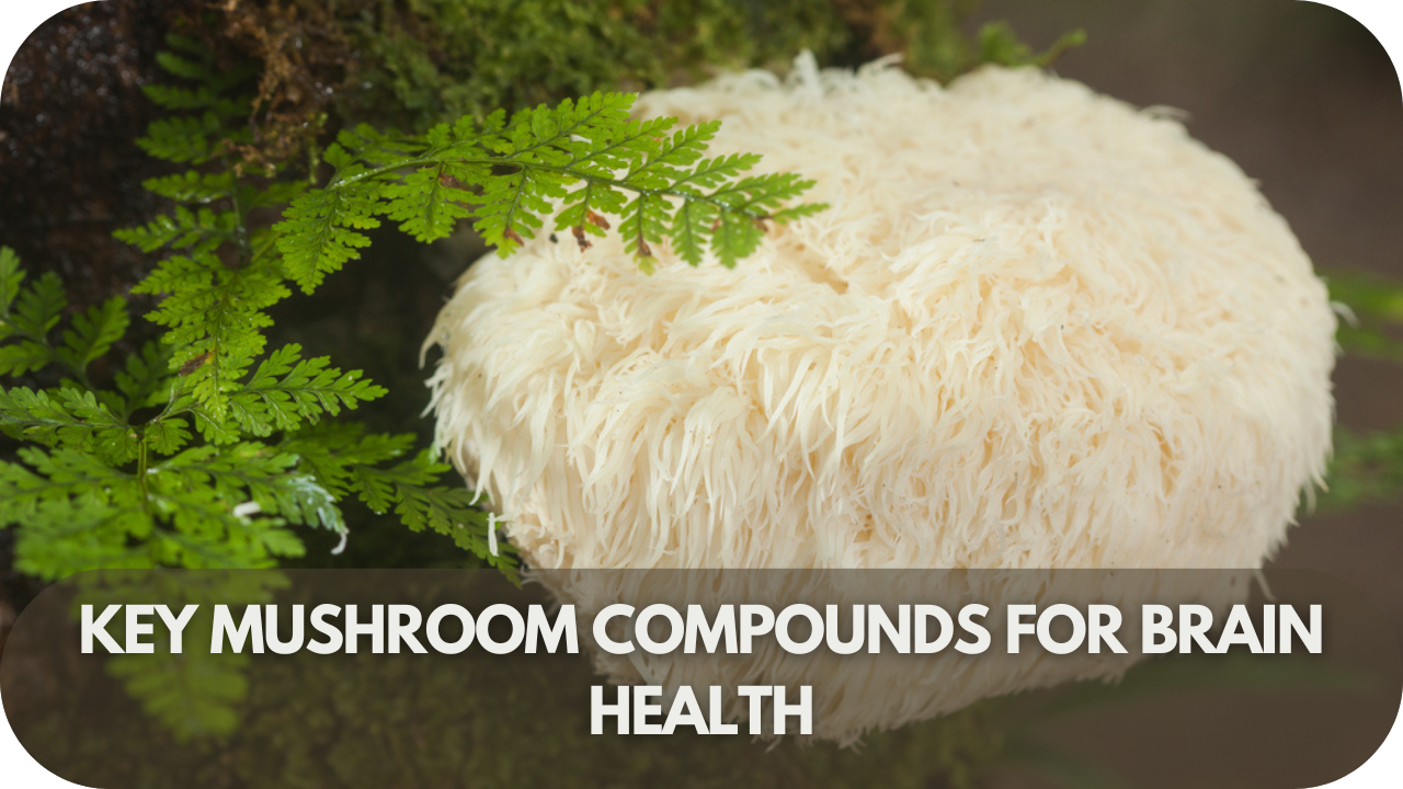 Powerful mushroom compounds boosting brain health and cognitive function.