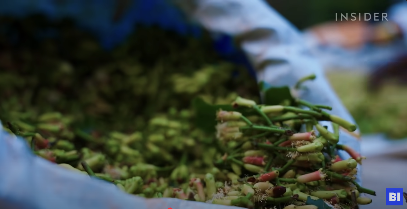 A screengrab of cloves in a sack, shortly after harvesting.