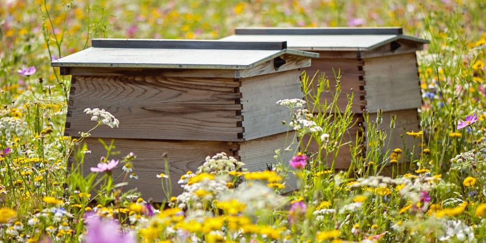 Abejas en primavera