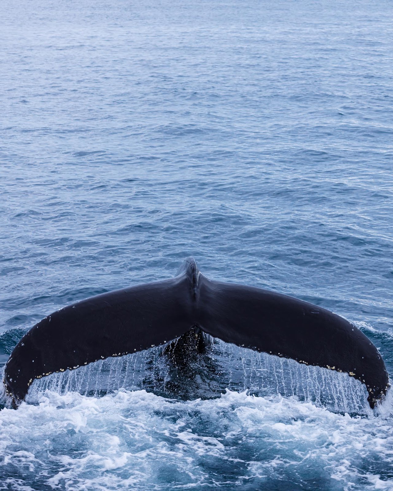 Husavik (Whale Watching)