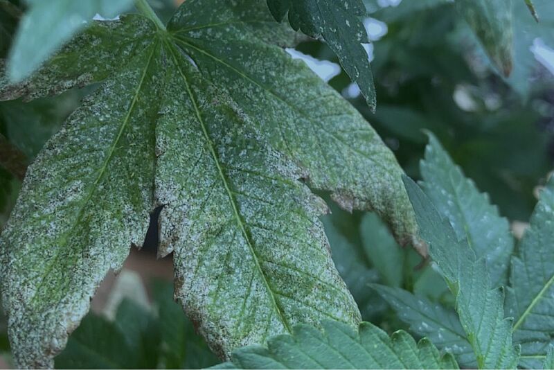 Cannabis leaf with signs of thrips infestation.