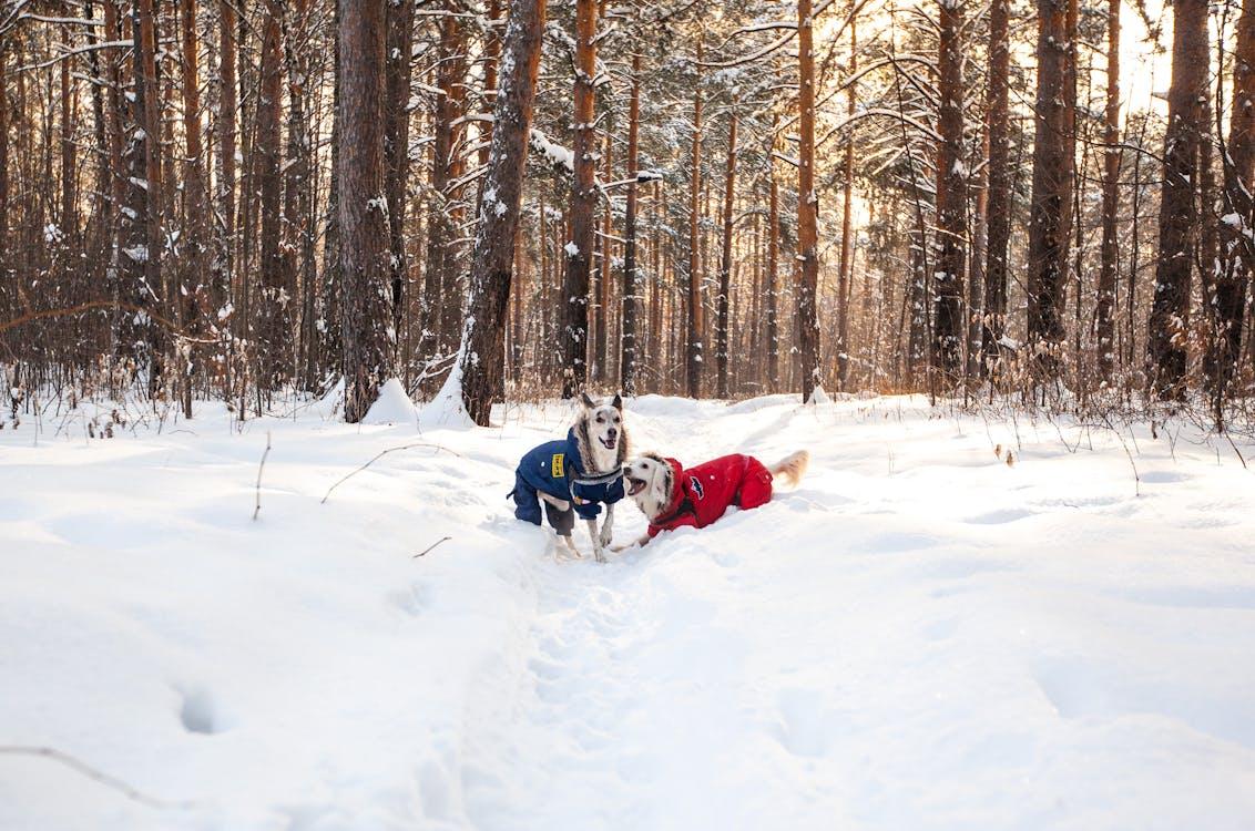 Free Two Afghan hounds wearing jackets explore a snowy forest in winter sunlight. Stock Photo