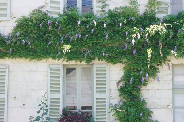 If you don't have much space, consider going vertical with vines as a front yard landscaping ideas