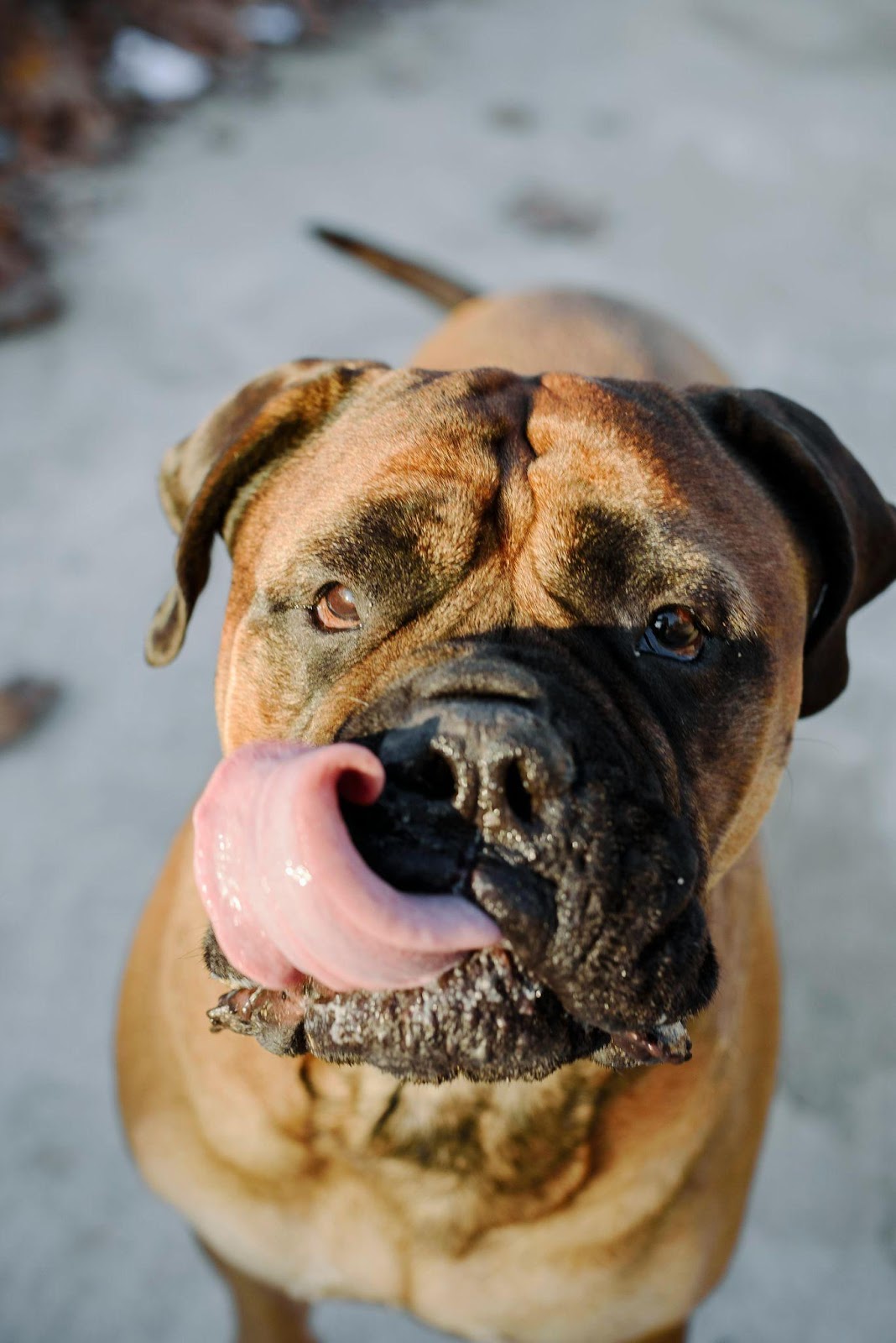 dog licking their face