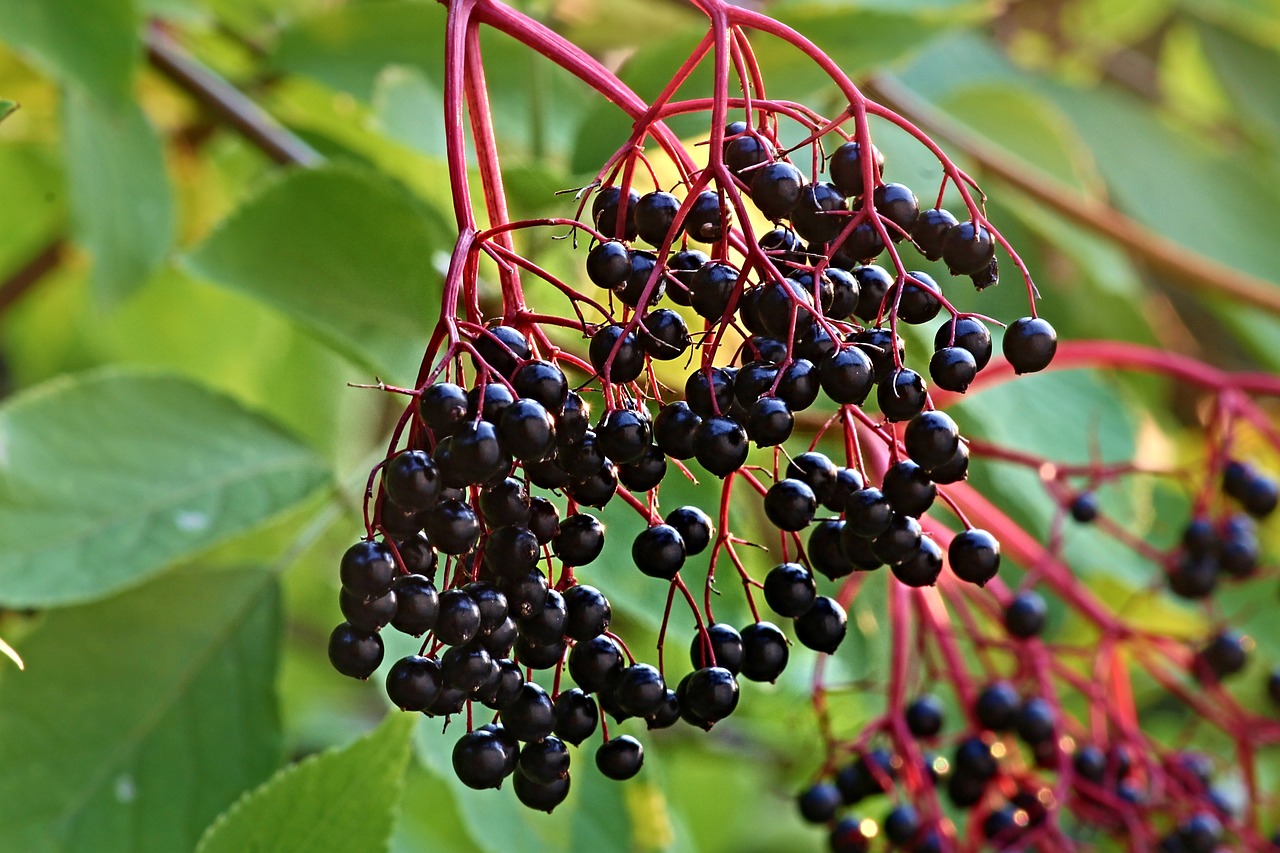 Elderberry (Sureau)