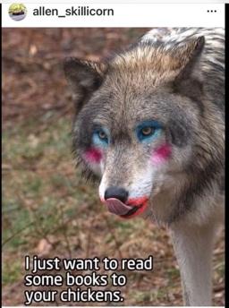 A wolf with pink and blue eyes

Description automatically generated