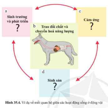 BÀI 35. SỰ THỐNG NHẤT VỀ CẤU TRÚC VÀ CÁC HOẠT ĐỘNG SỐNG TRONG CƠ THỂ SINH VẬT 