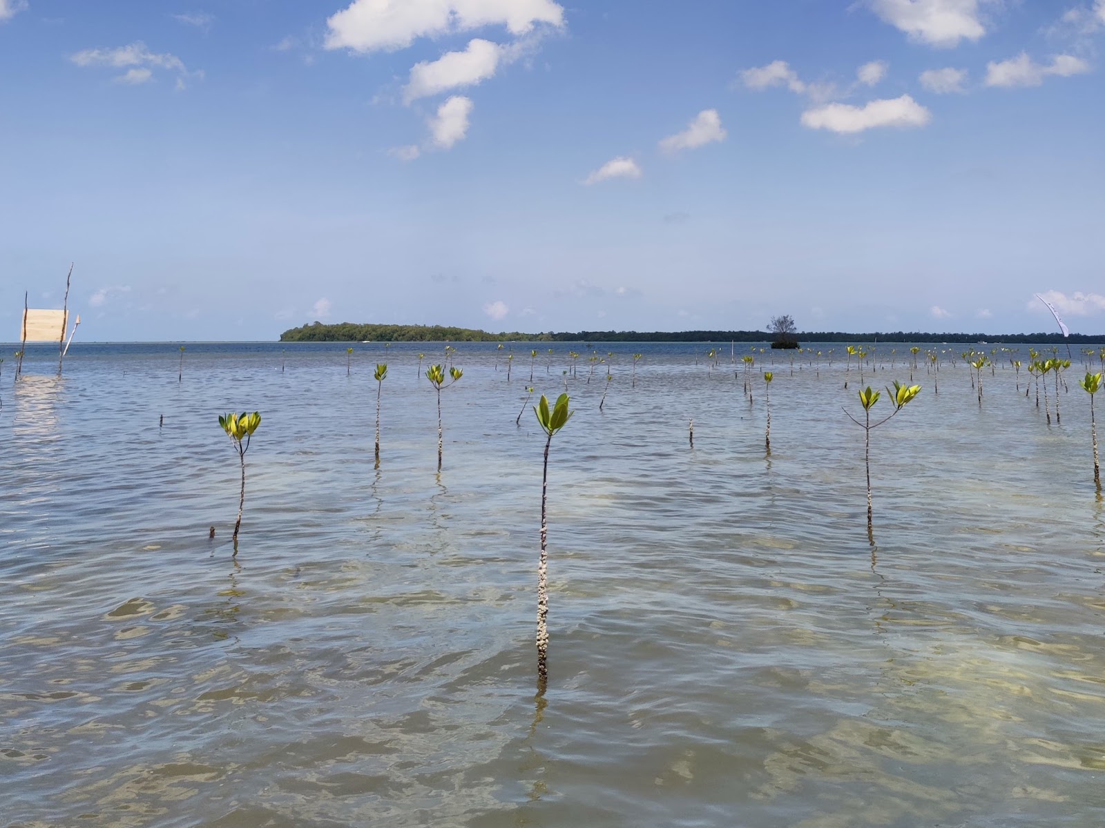 Konservasi Hutan Mangrove 