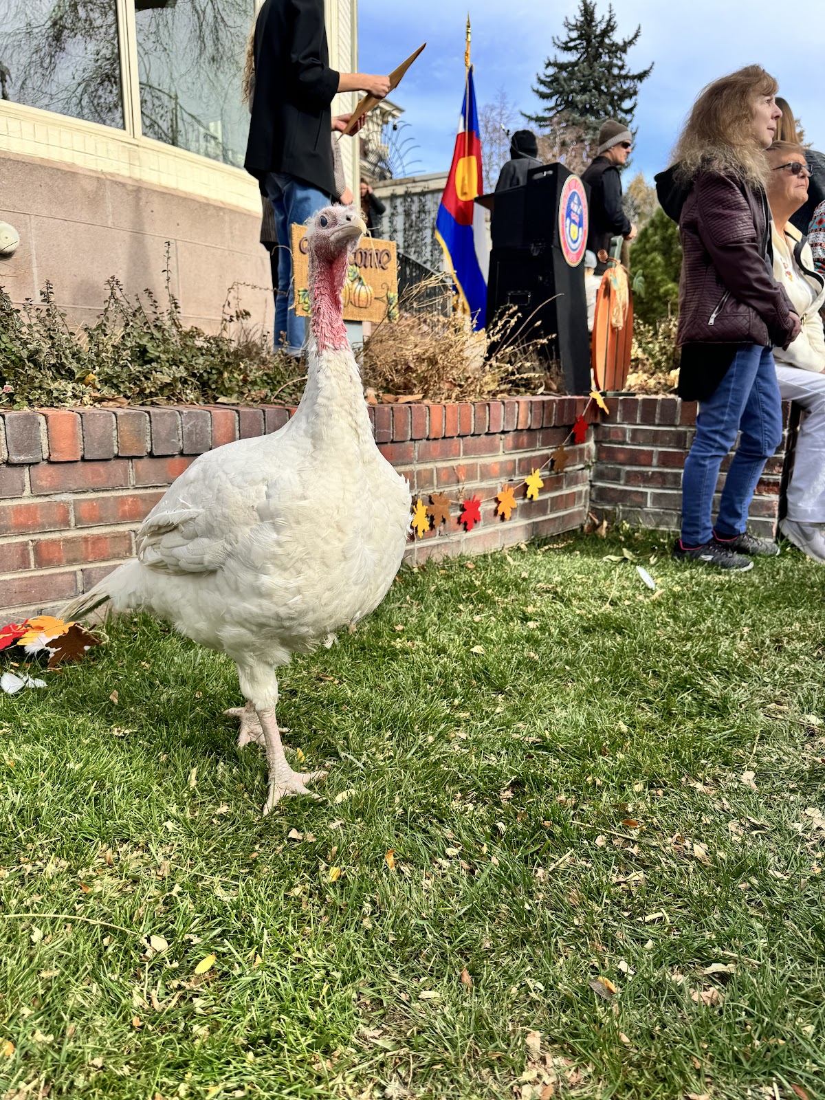 Rockette, Female Turkey.