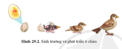 BÀI 29. KHÁI QUÁT VỀ SINH TRƯỞNG VÀ PHÁT TRIỂN Ở SINH VẬT 