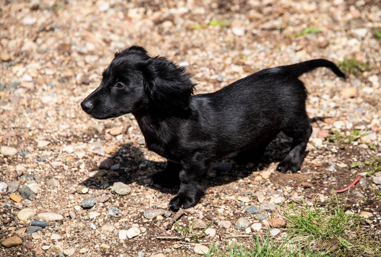 Miniature Dachshund