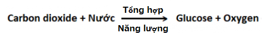 BÀI 25. HÔ HẤP TẾ BÀO MỞ ĐẦUCâu hỏi: Năng lượng dùng cho các hoạt động sống của sinh vật được tạo ra như thế nào? Quá trình đó diễn ra ở đâu trong cơ thể sinh vật?Đáp án chuẩn:Năng lượng được tạo ra nhờ quá trình hô hấp tế bào diễn ra ở ti thể.I. HÔ HẤP TẾ BÀOCâu 1: Kể tên các chất tham gia vào quá trình hô hấp là và các sản phẩm được tạo ra từ quá trình nàyĐáp án chuẩn:Chất tham gia: Khí oxygen, các phân tử chất hữu cơ Sản phẩm: carbon dioxide, nước, ATP.Câu 2: Mô tả quá trình hô hấp diễn ra ở tế bàoĐáp án chuẩn:Khí oxygen phân giải các phân tử chất hữu cơ thành carbon dioxide và nước, đồng thời cũng tạo ra ATP.Câu 3: Nêu vai trò của quá trình hô hấp tế bào đối với cơ thểĐáp án chuẩn:Vai trò: cung cấp O2 cho các tế bào của cơ thể, tạo năng lượng cho các hoạt động sống của tế bào và cơ thể, thải CO2 ra ngoài môi trường.II. MỐI QUAN HỆ GIỮA TỔNG HỢP VÀ PHÂN GIẢI CHẤT HỮU CƠ Ở TẾ BÀO