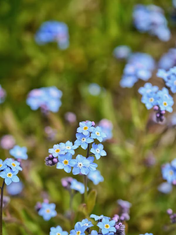 forget-me-not