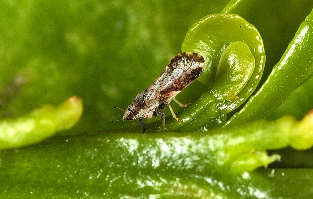 greening, o que é e como identificar?