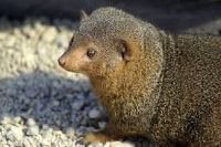 Mongoose animal