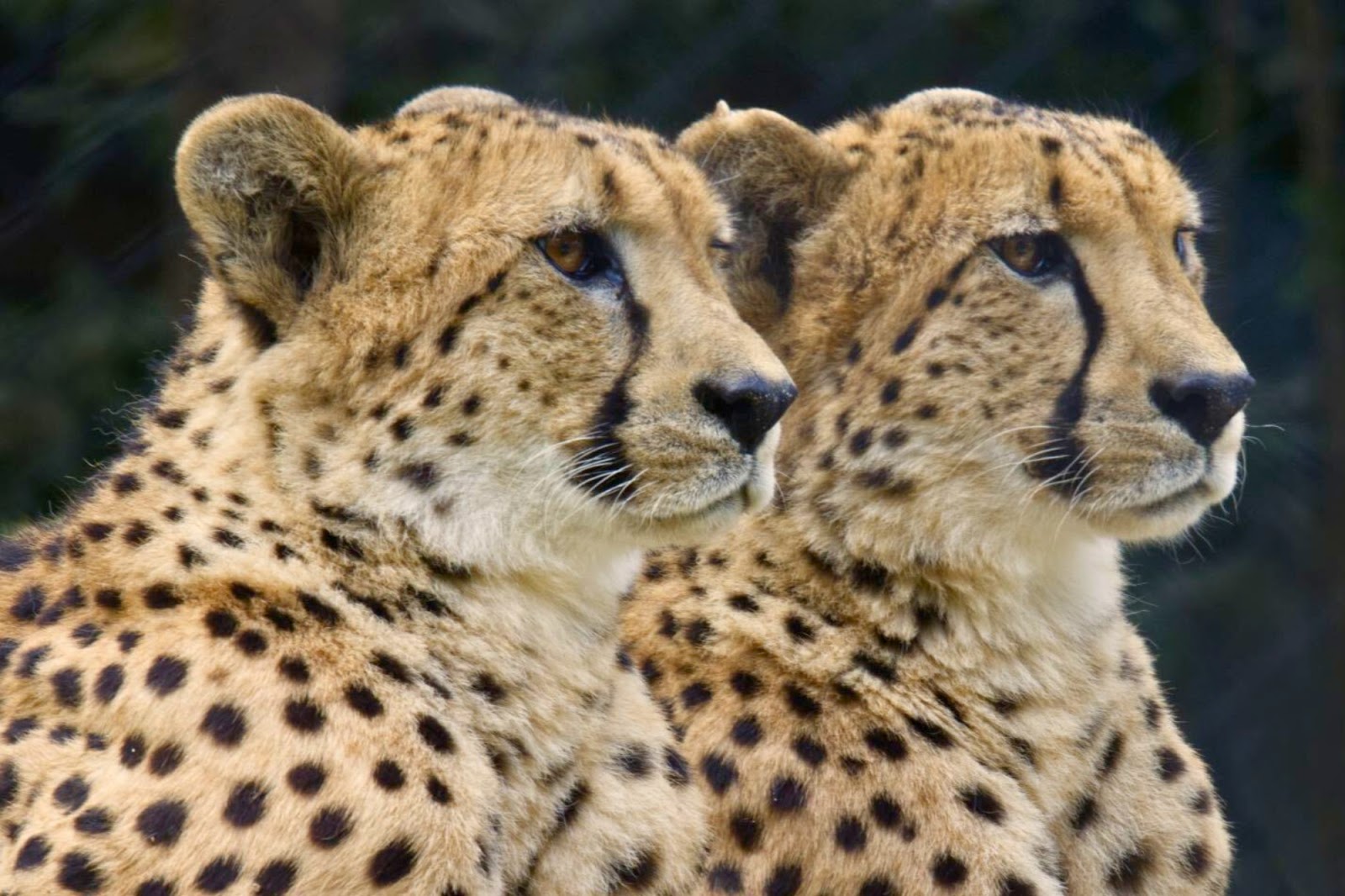 Two leopards at the Sacramento Zoo