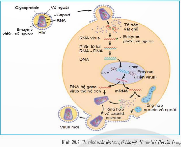 BÀI 29 - VIRUS