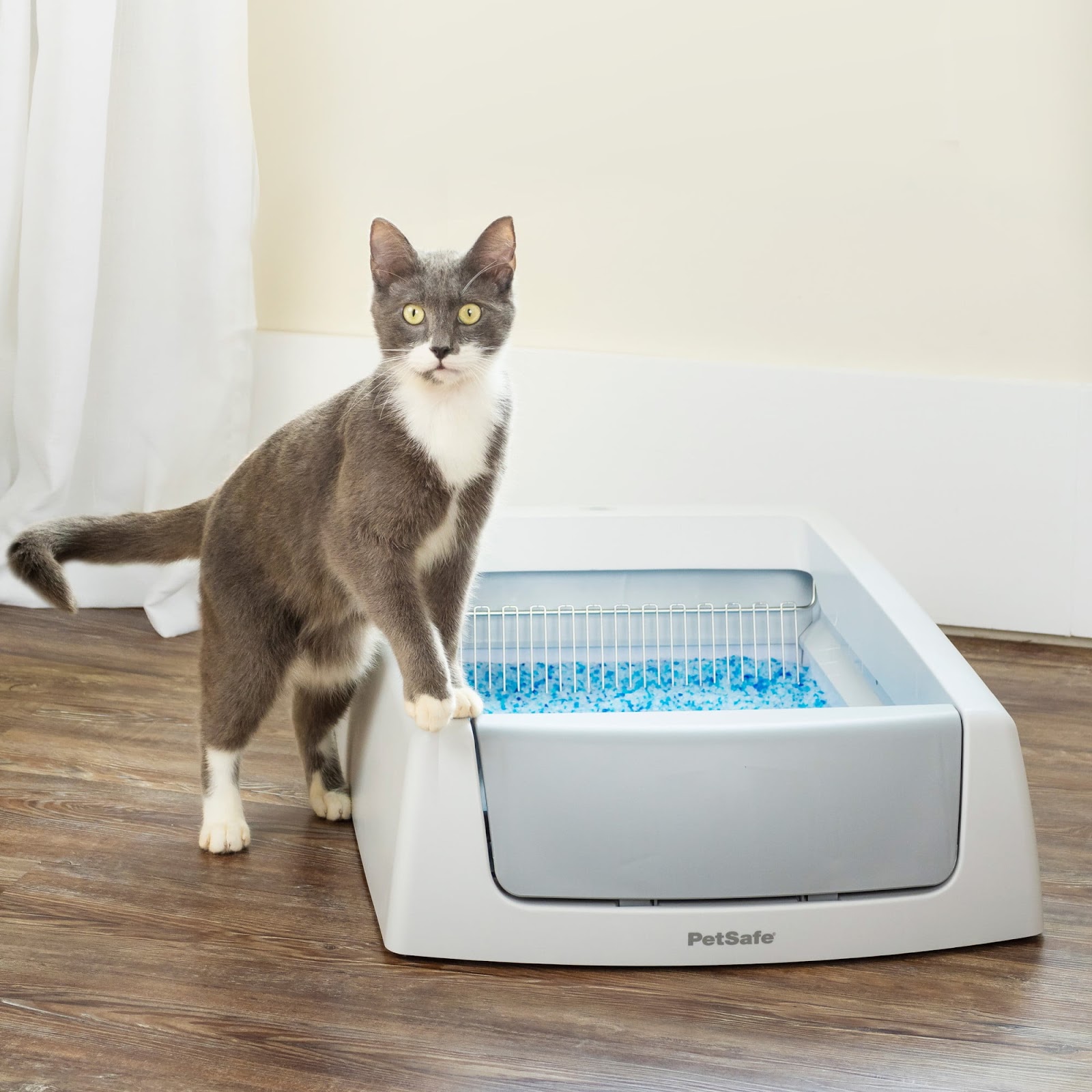 Scoop Free Cat Litter: Ultimate Odor-Control Secrets