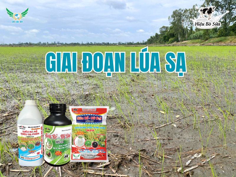 ỨNG DỤNG BỘ SẢN PHẨM CÔNG NGHỆ CAO ÂU MỸ TRÊN CÂY LÚA  