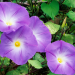 flowers names in hindi