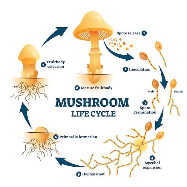 Mushroom Life Cycle