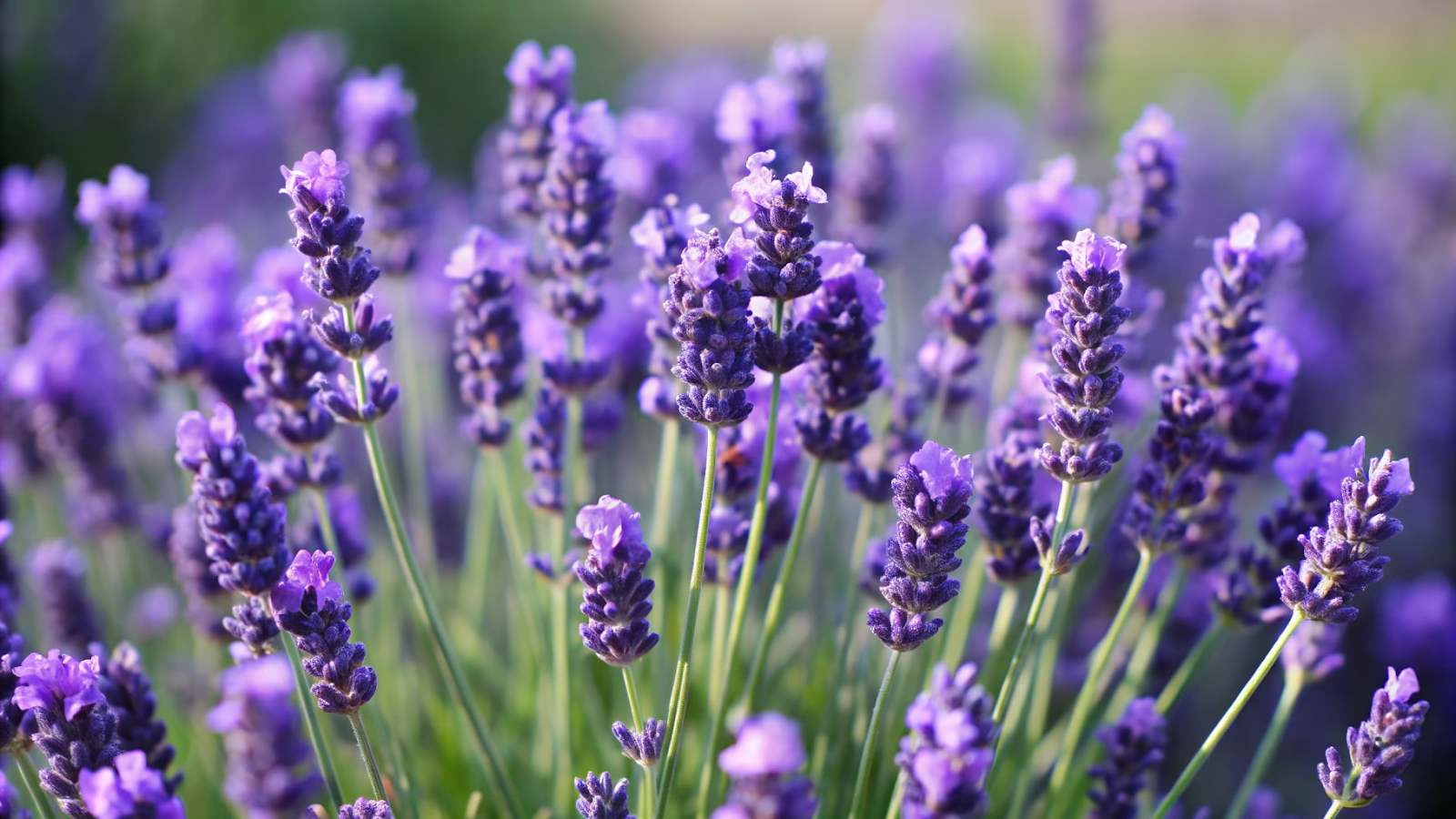 Lavanda (Lavandula)