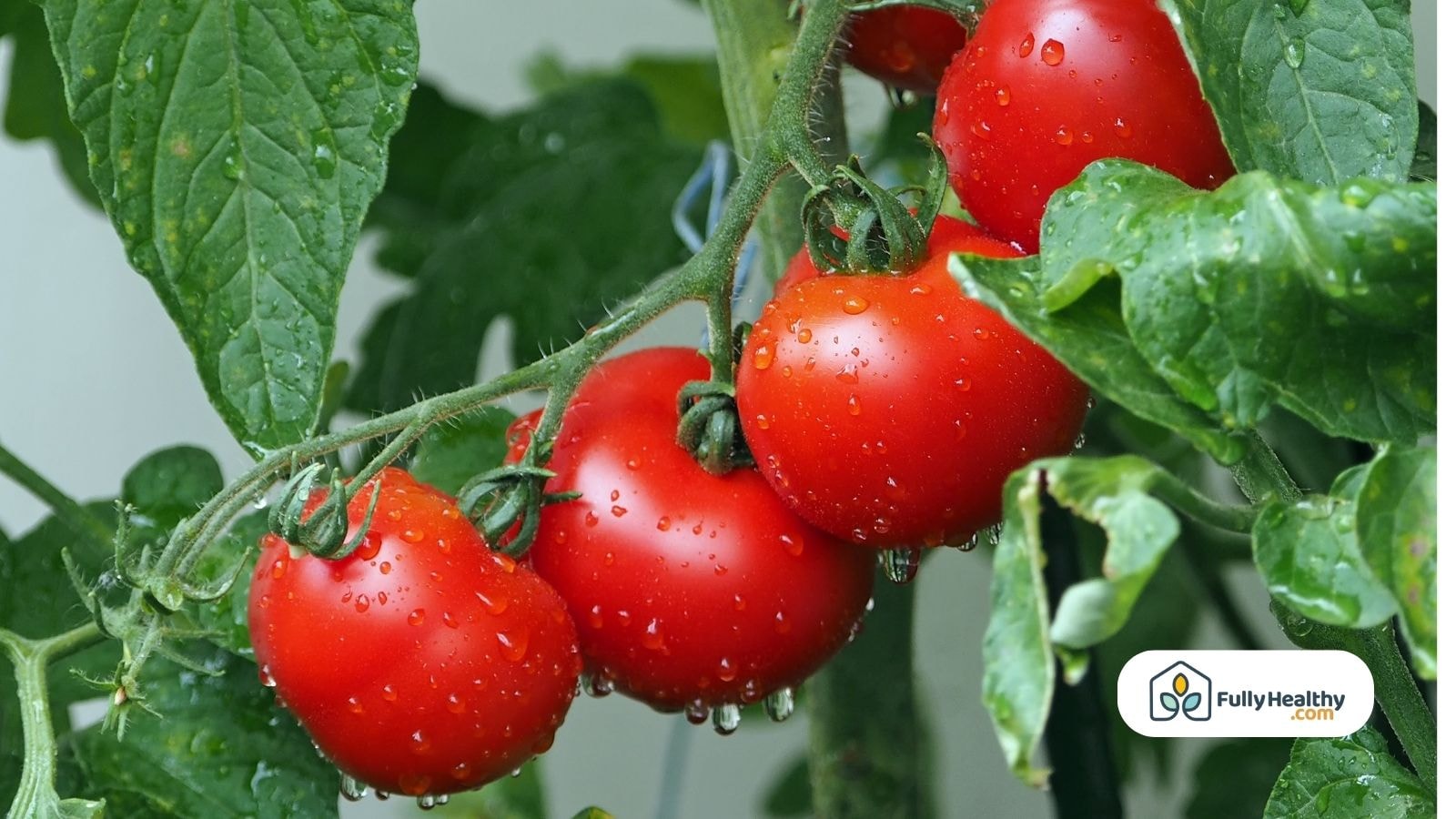 Ripe red tomatoes on the vine with fresh water droplets