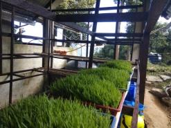 C:\Users\dr hmar.LPM\Desktop\Infrastructure LFP\Fodder Farm photos\Selected\IMG_20171220_144723_1.jpg