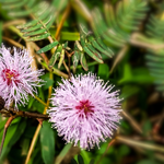 10 flowers name in marathi