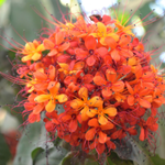 10 flowers name in Kannada