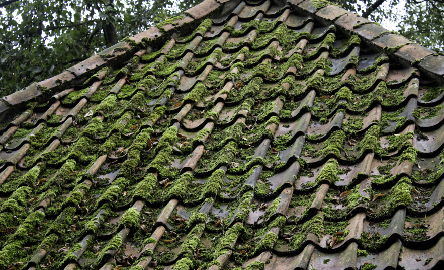 a roof with a lot of algae