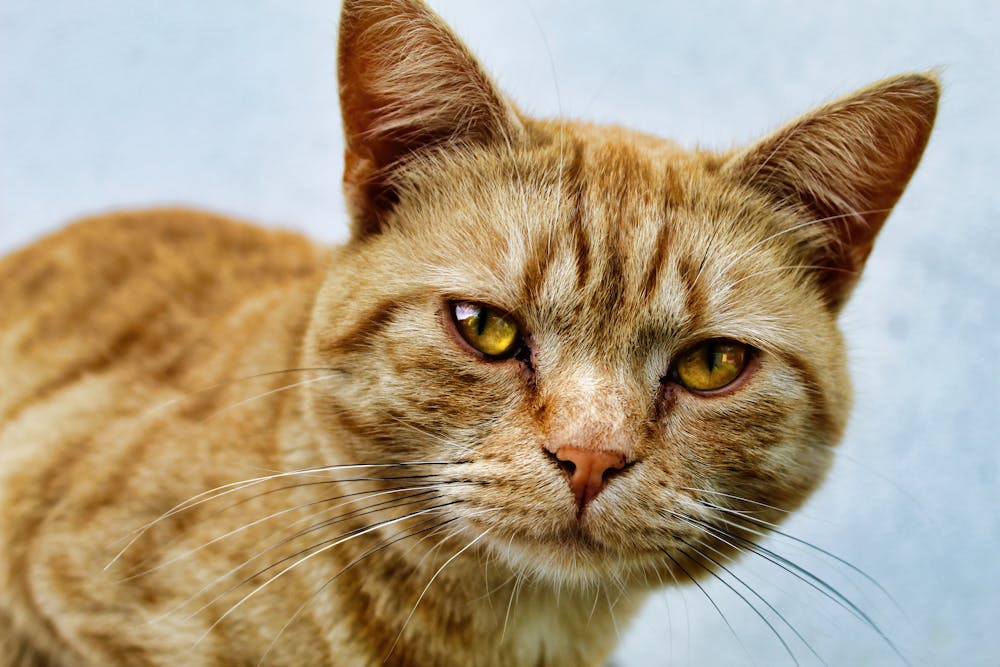 Close-up of a Tabby Cat's Face