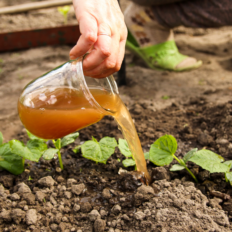 organic fertilizer