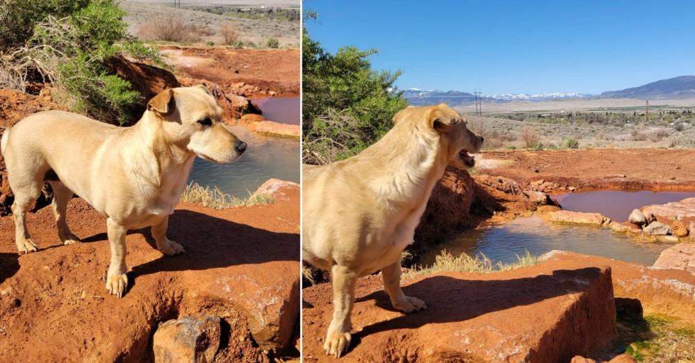 Pet dog is enjoying at hot springs. Always check for any specific rules or seasonal restrictions before your visit, as pet policies may vary.