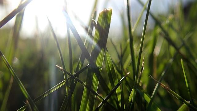 Blades of St. Augustine Grass