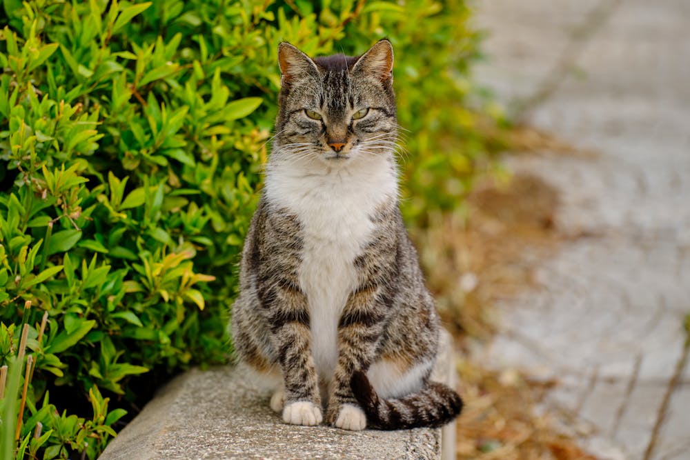 Photo of a Tabby Cat