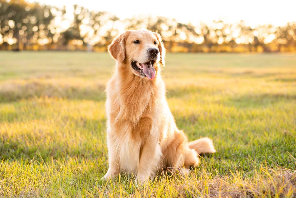 golden retriever puppies for sale