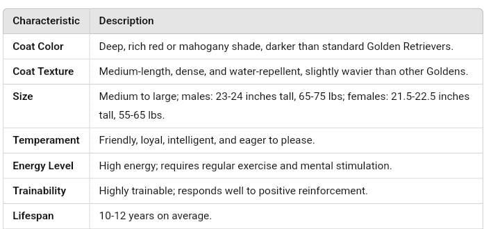 Red Golden Retrievers Charactaristics