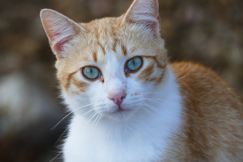 Close-up Photo of Orange and White Tabby Cat