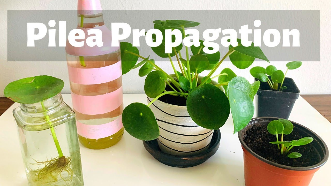 Propagation of Chinese Money Plant