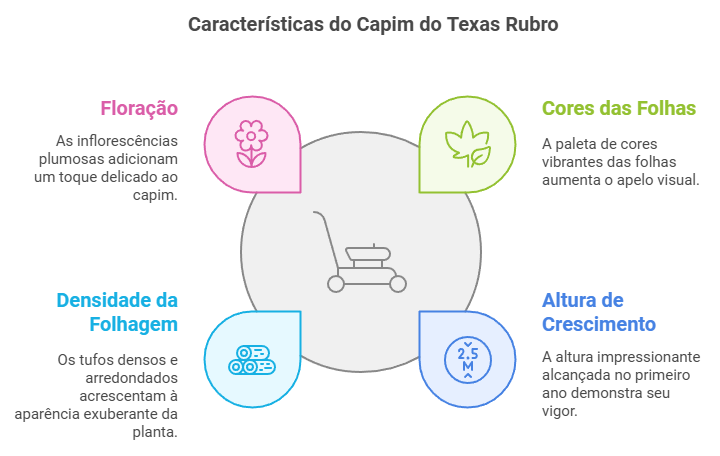 infográfico Características do Pennisetum setaceum rubrum