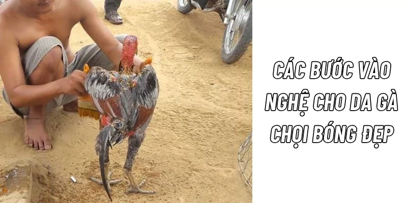 Các bước vào nghệ cho gà đá thêm bóng đẹp