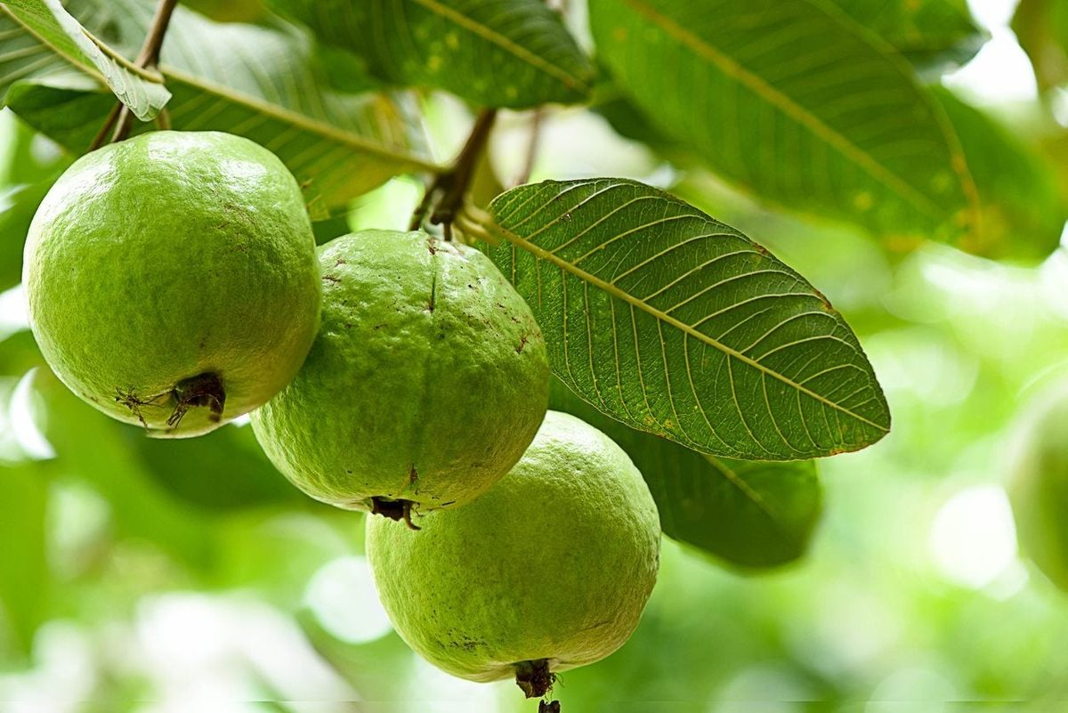 Guava Tree